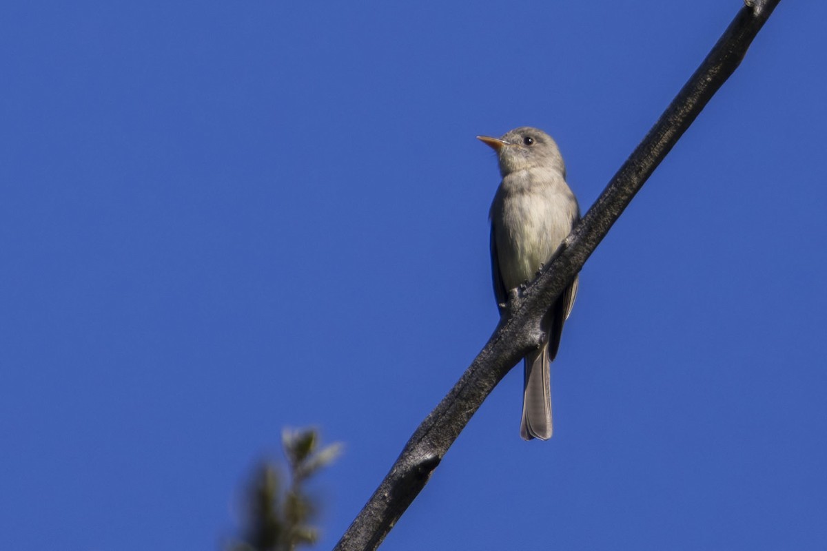 Greater Pewee - ML646958285