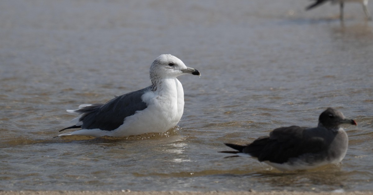 Lesser Black-backed Gull (Steppe) - ML646958286