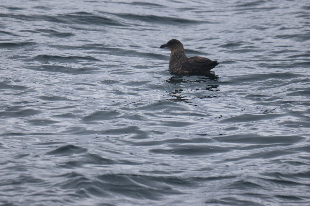 Chilean Skua - ML646958290