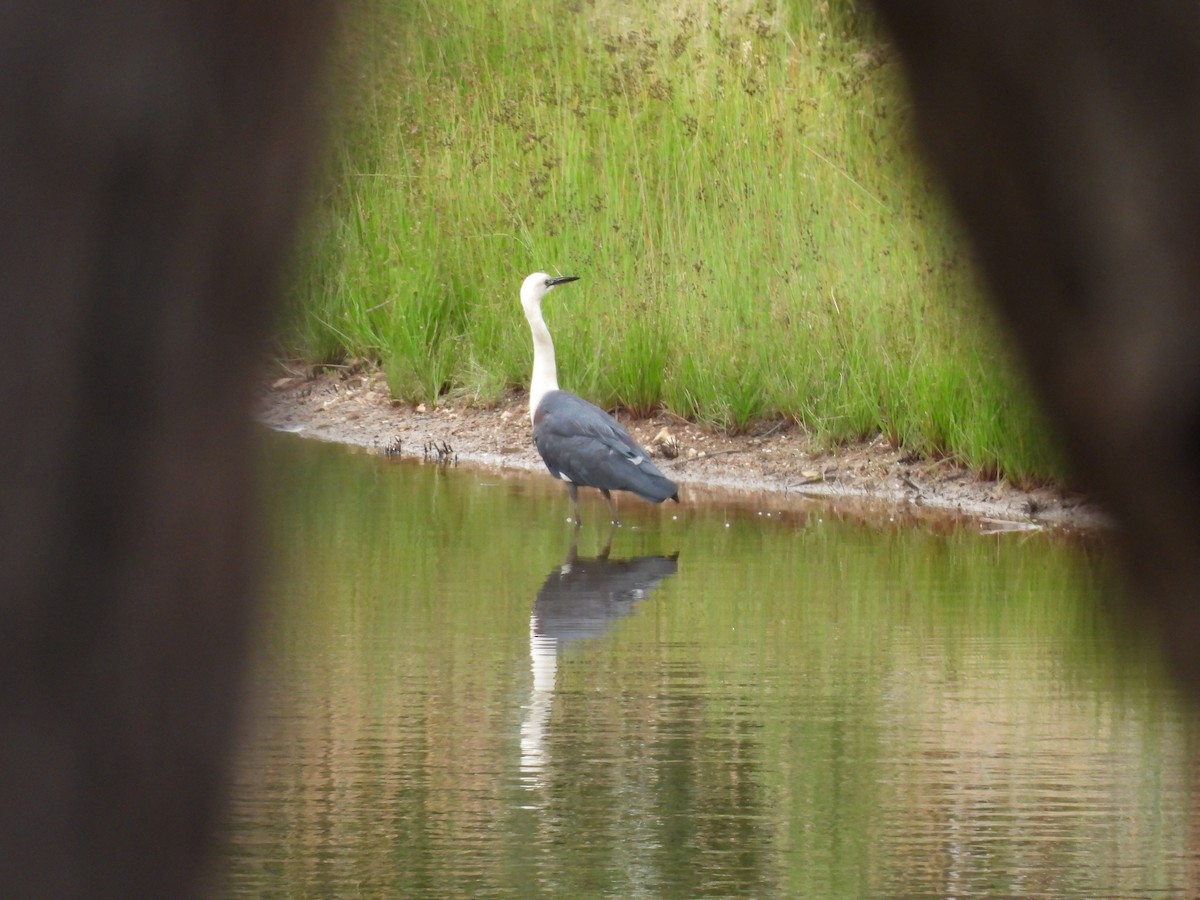 シロガシラサギ - ML646958296