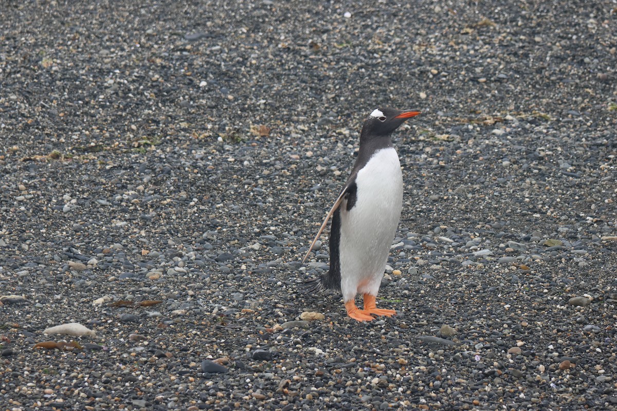 Gentoo Penguin - ML646958297