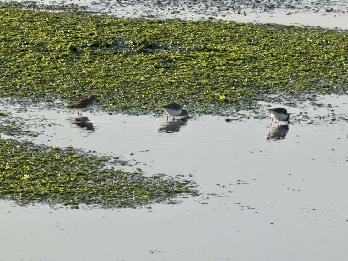 Correlimos Menudillo - ML646958302