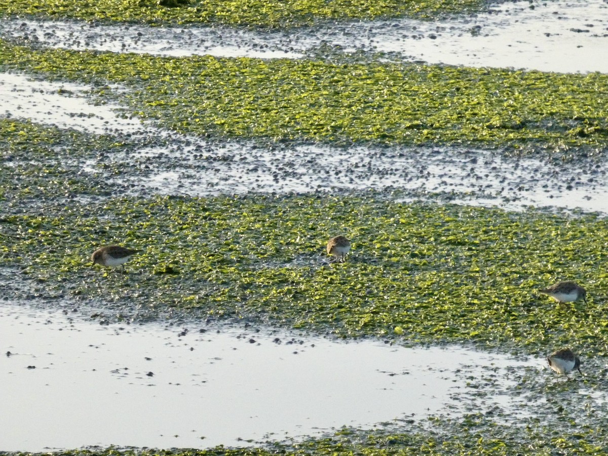 Correlimos Menudillo - ML646958303