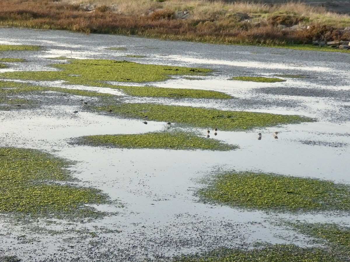 Correlimos Menudillo - ML646958304