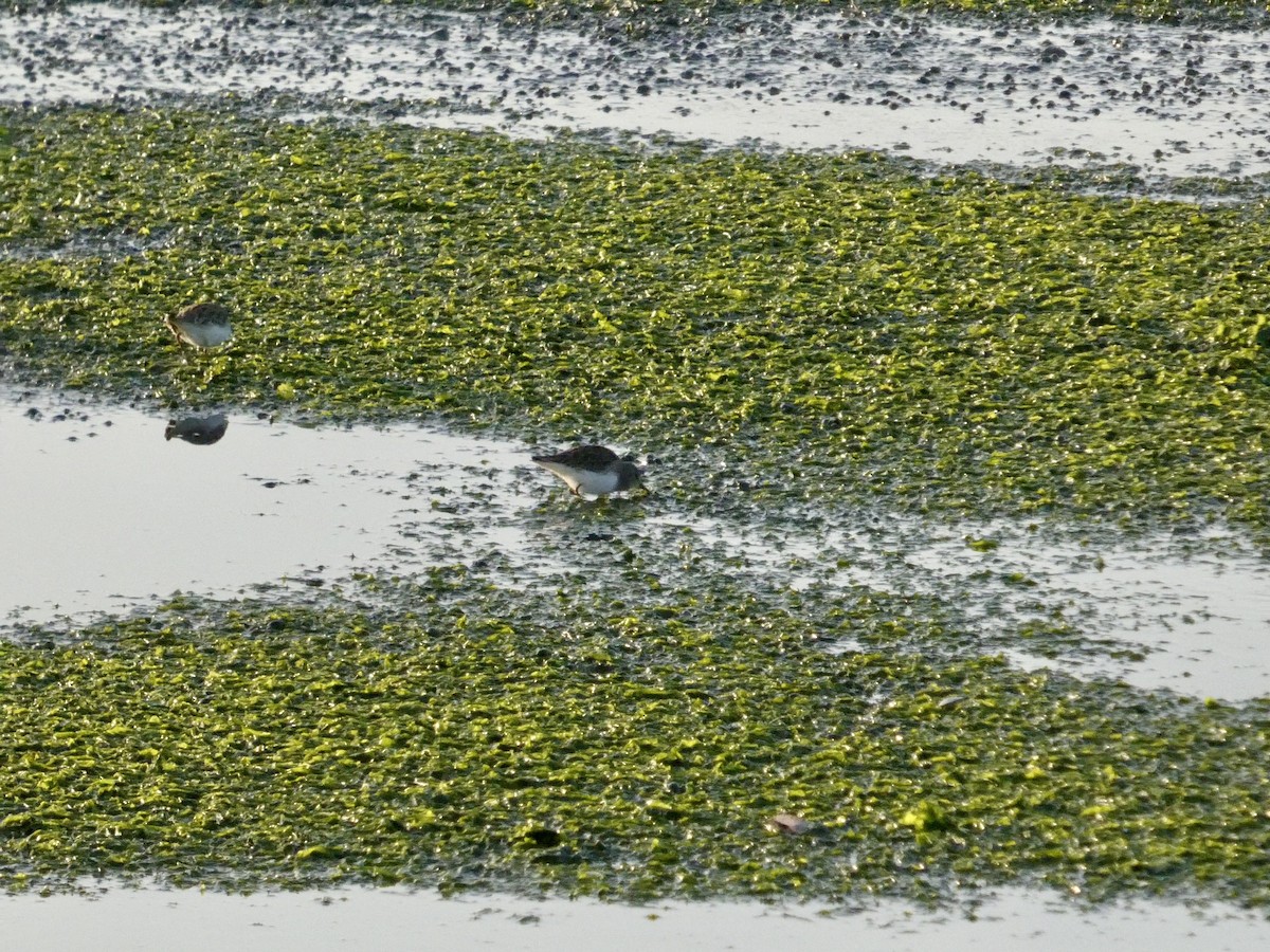 Correlimos Menudillo - ML646958305