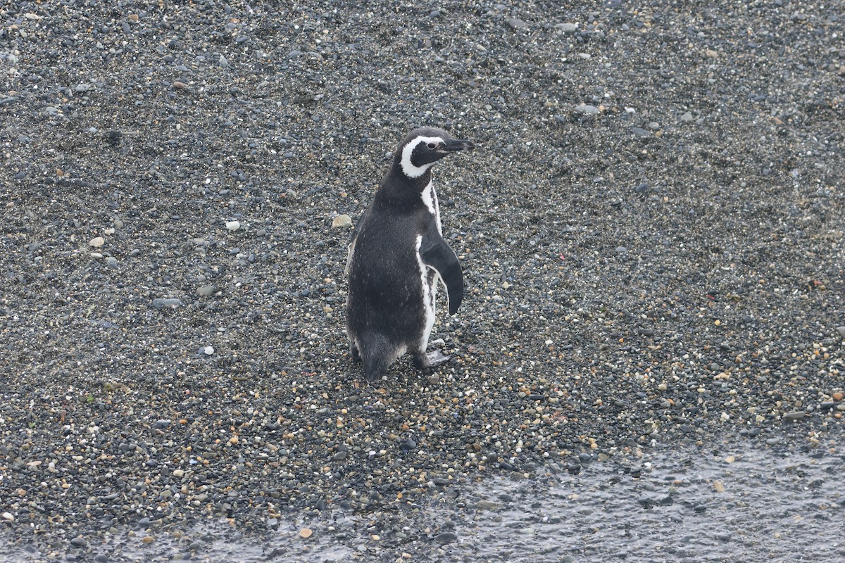Pingüino Magallánico - ML646958306