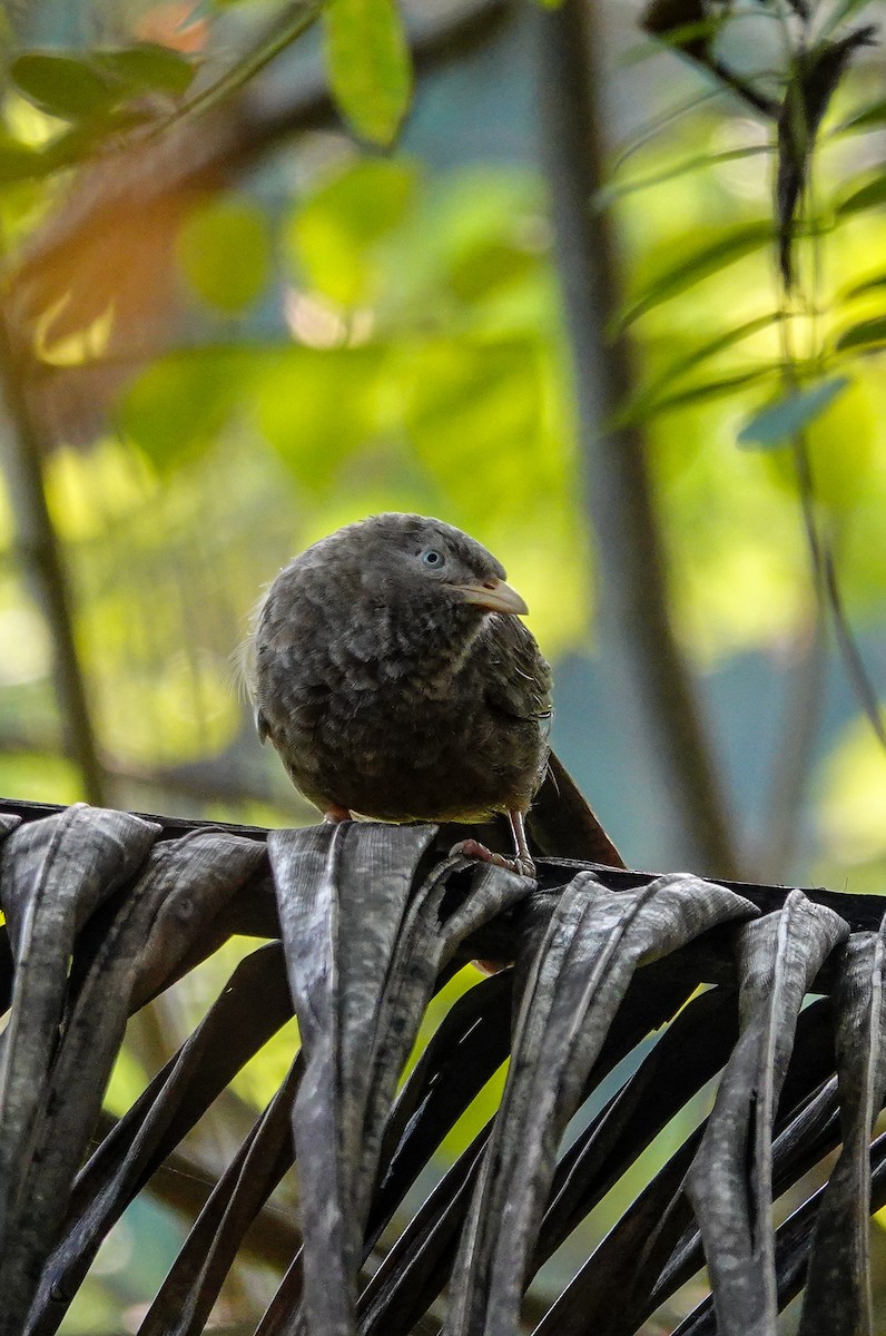 Yellow-billed Babbler - ML646958308