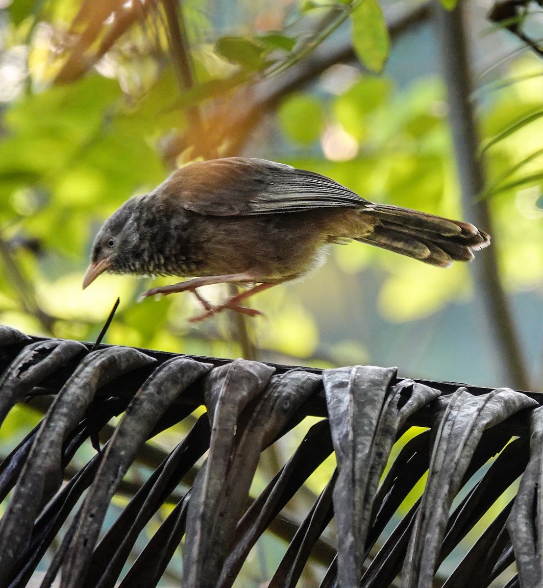 Yellow-billed Babbler - ML646958309