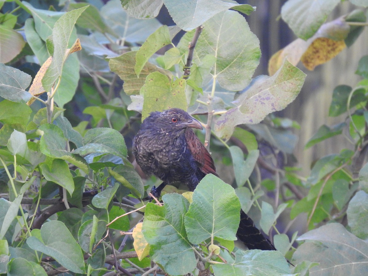 Greater Coucal - ML646958310