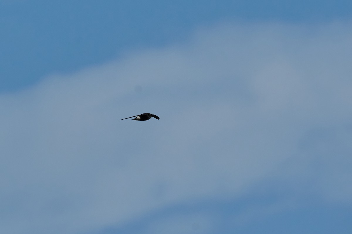 Martinet malais - ML646958311