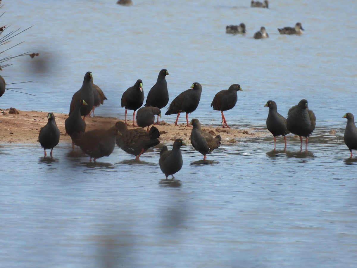 オグロバン - ML646958313