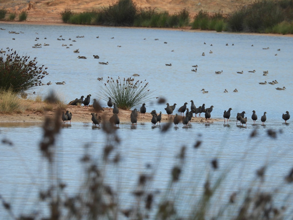 オグロバン - ML646958314