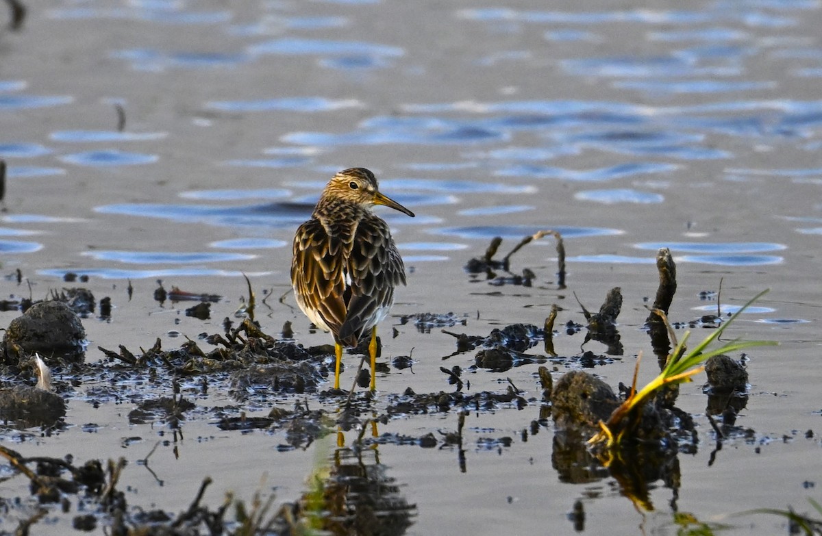 Pectoral Sandpiper - ML646958317