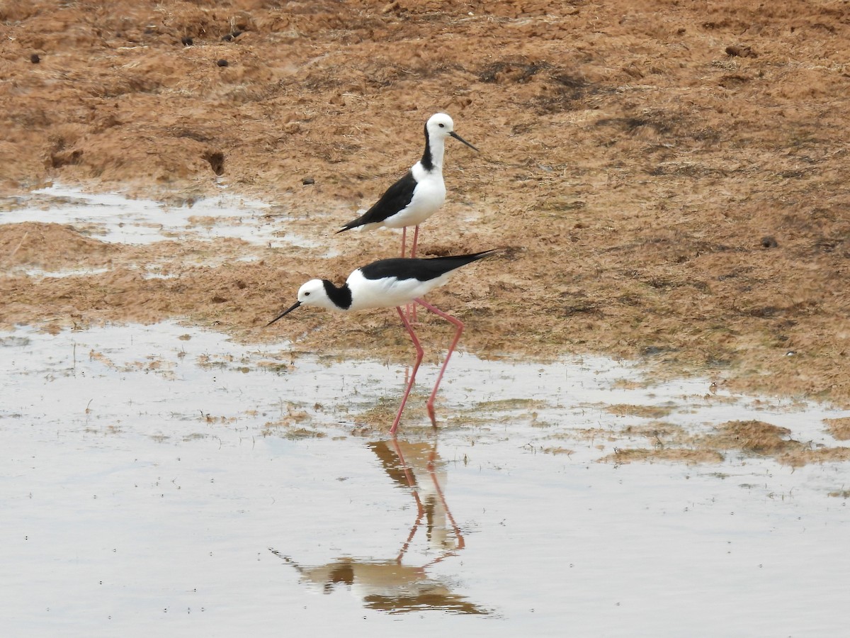 オーストラリアセイタカシギ - ML646958322