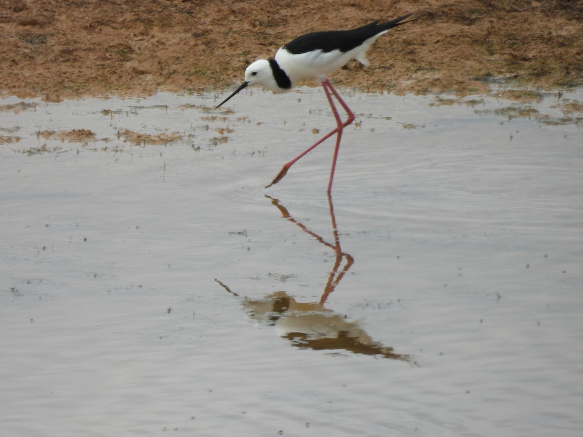 オーストラリアセイタカシギ - ML646958323