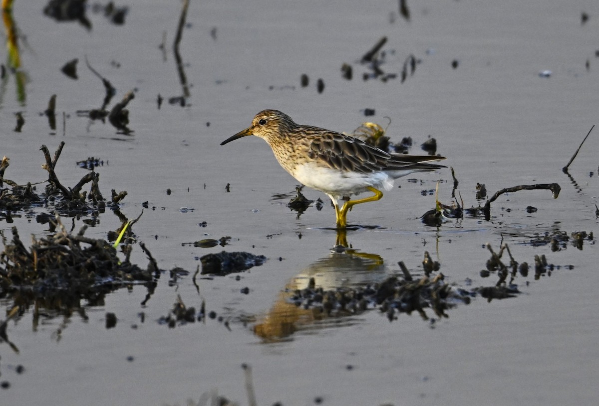 Pectoral Sandpiper - ML646958324