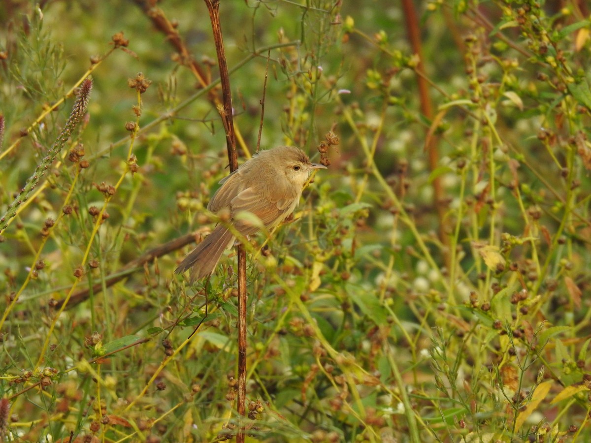 Plain Prinia - ML646958325