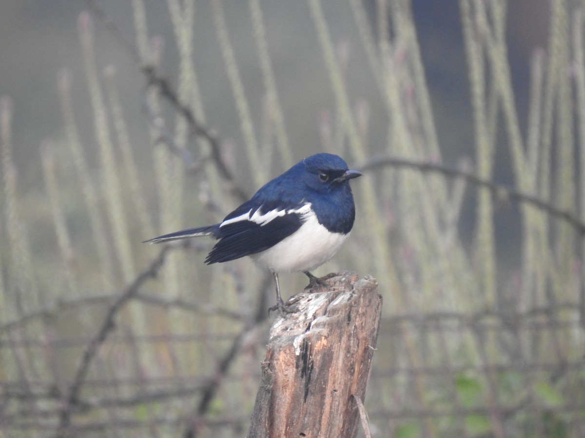 Oriental Magpie-Robin - ML646958345