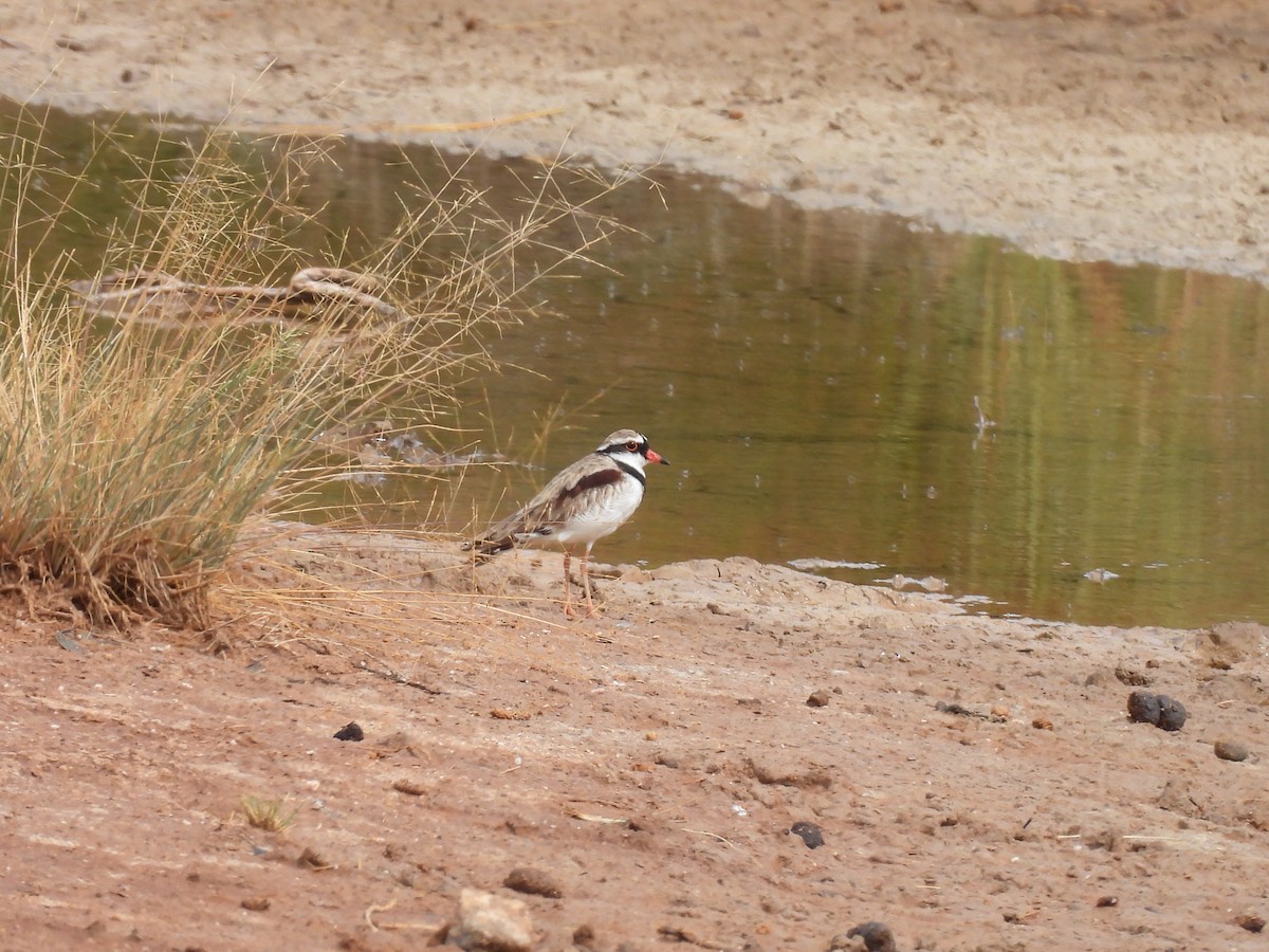 カタアカチドリ - ML646958354
