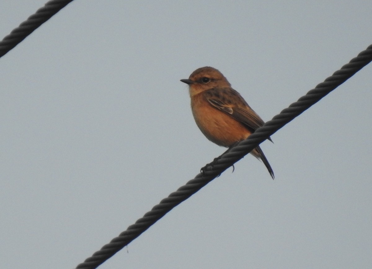 Siberian Stonechat - ML646958355