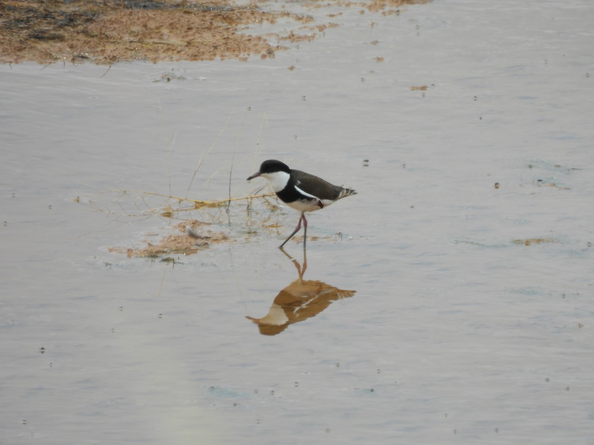 ワキアカチドリ - ML646958356