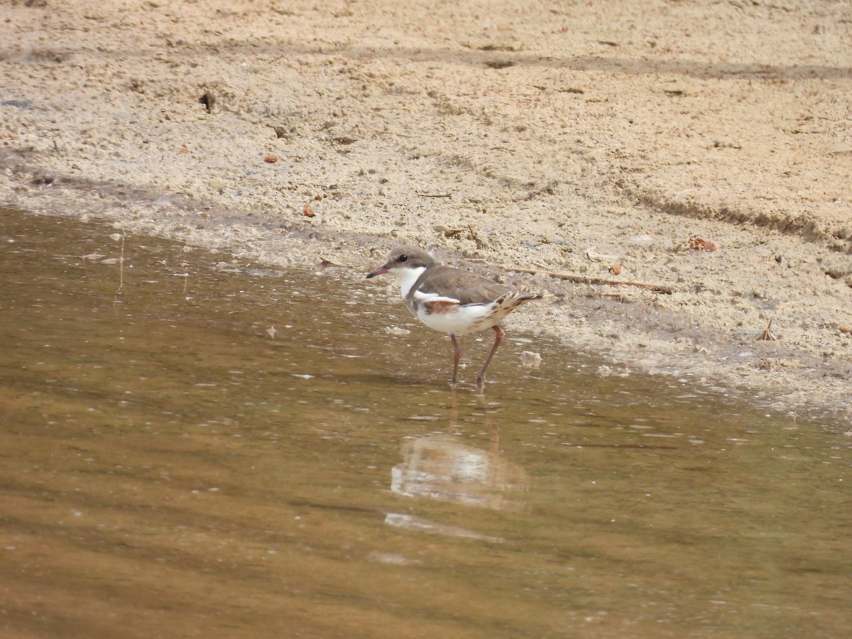 ワキアカチドリ - ML646958357