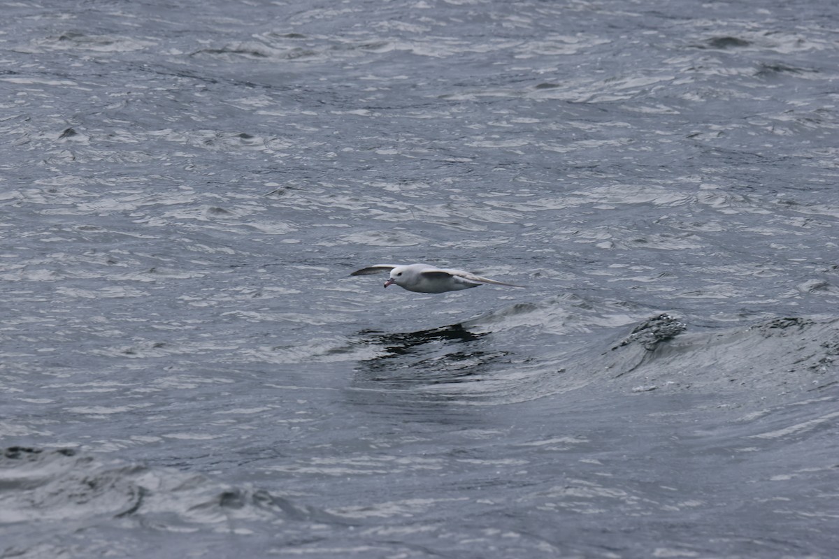 Southern Fulmar - ML646958364