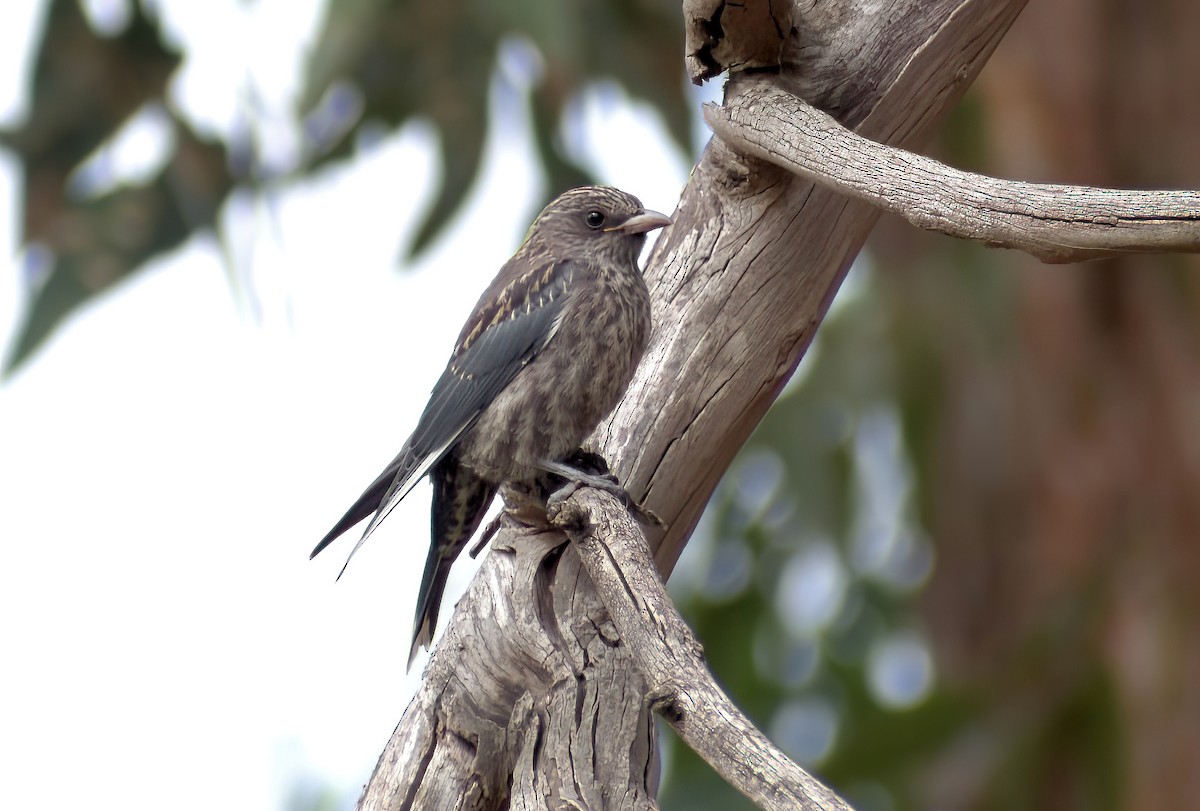 Ланграйн бурий - ML646958377