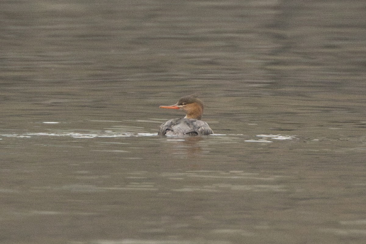 Крех середній - ML646958380