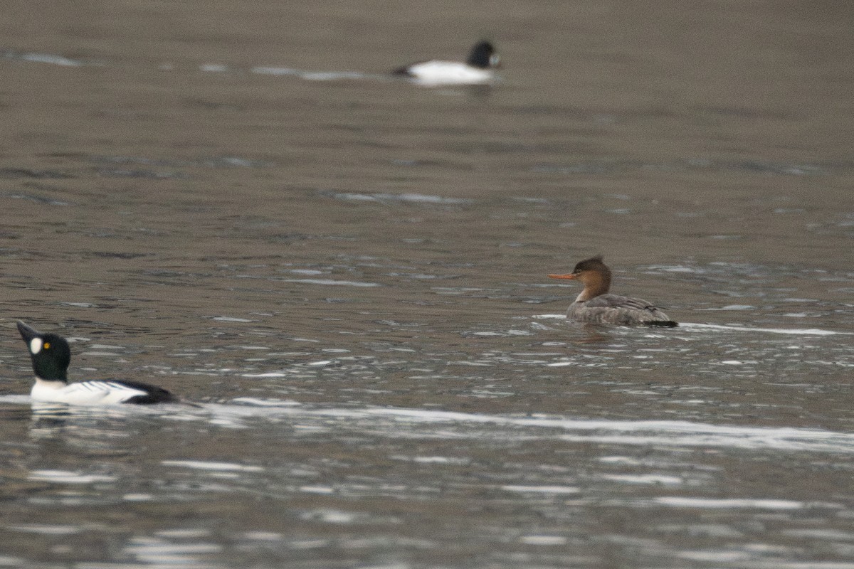 Крех середній - ML646958381