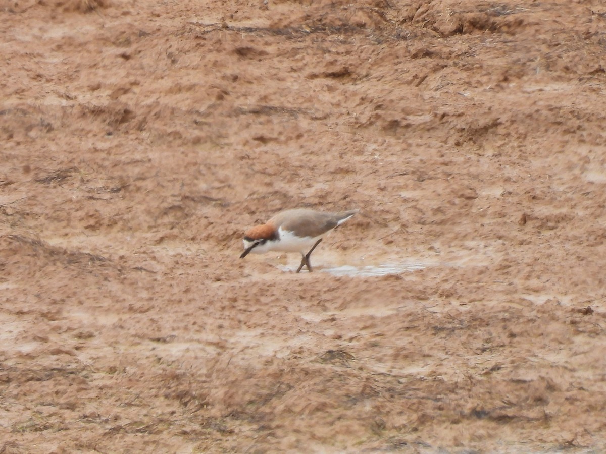 アカエリシロチドリ - ML646958382