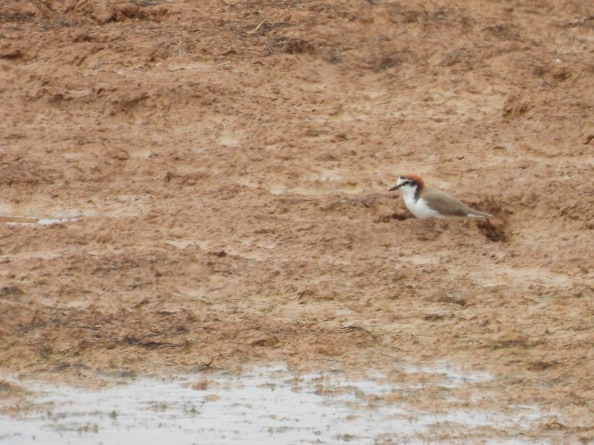 アカエリシロチドリ - ML646958383