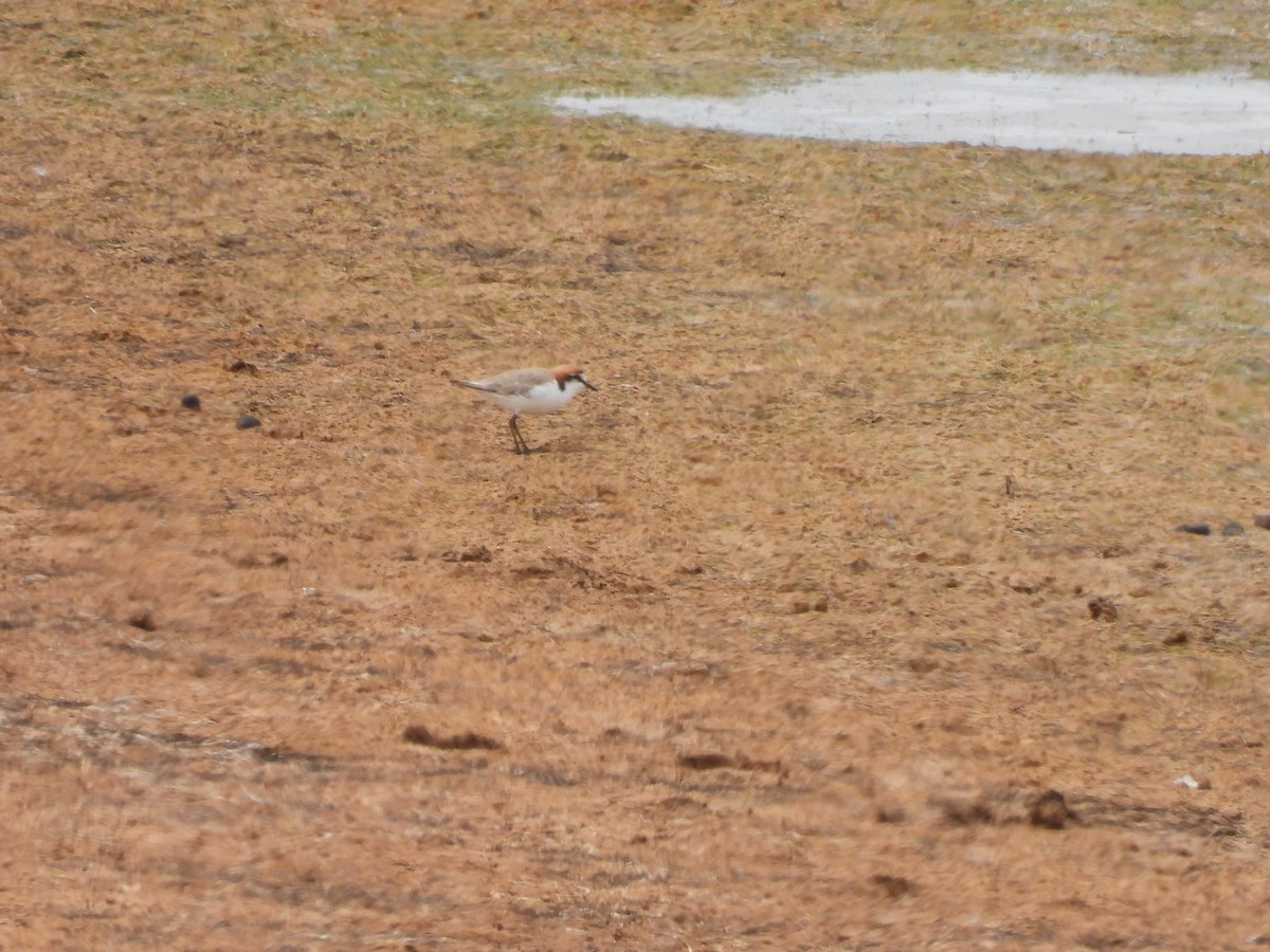 アカエリシロチドリ - ML646958384