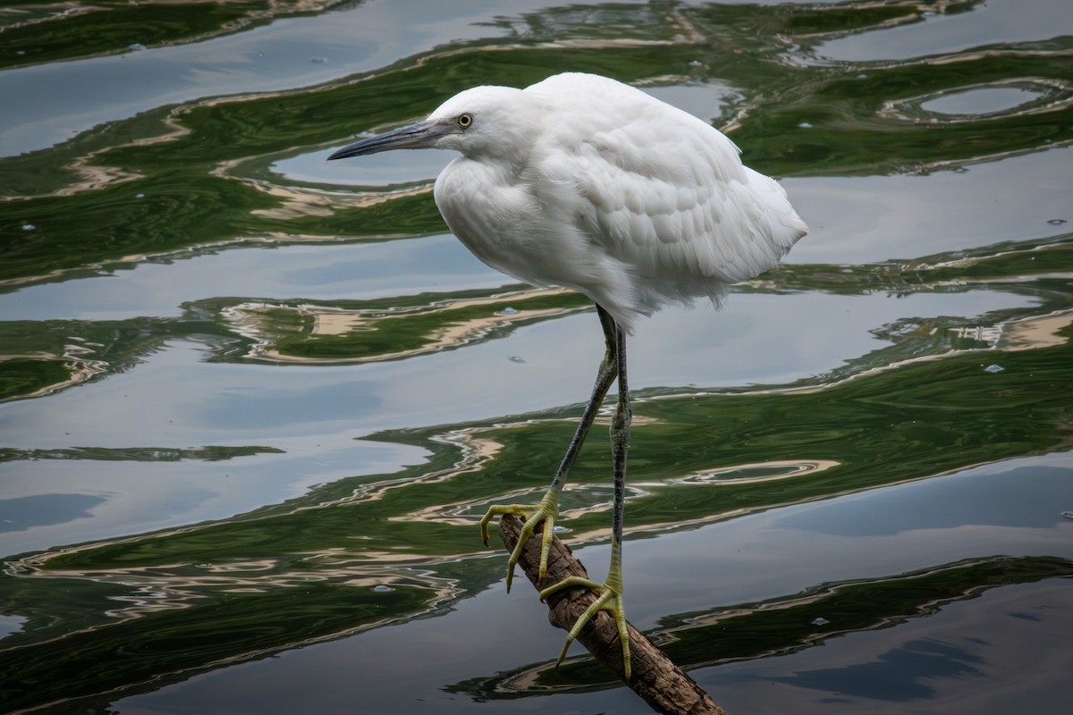 Seidenreiher (garzetta) - ML646958387