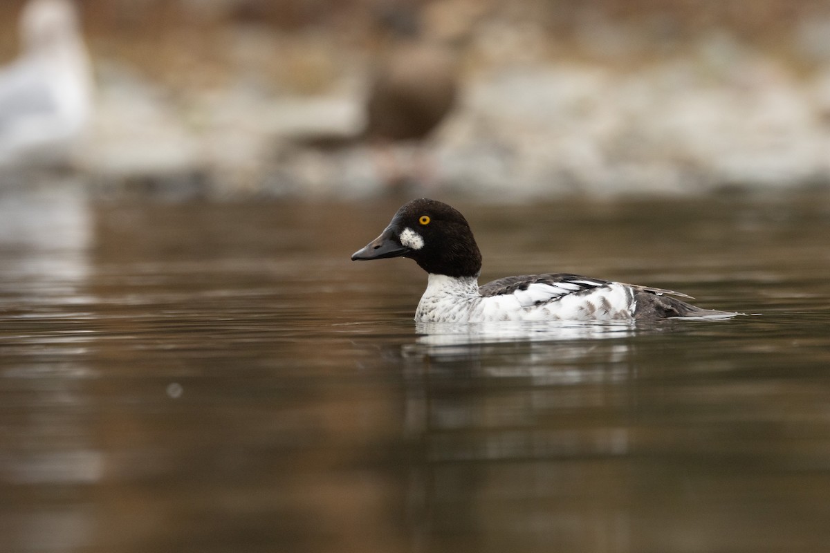 Common Goldeneye - ML646958388