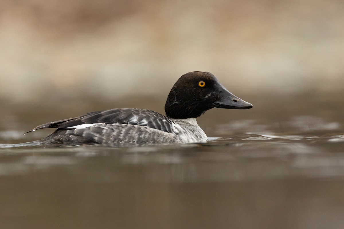 Common Goldeneye - ML646958389