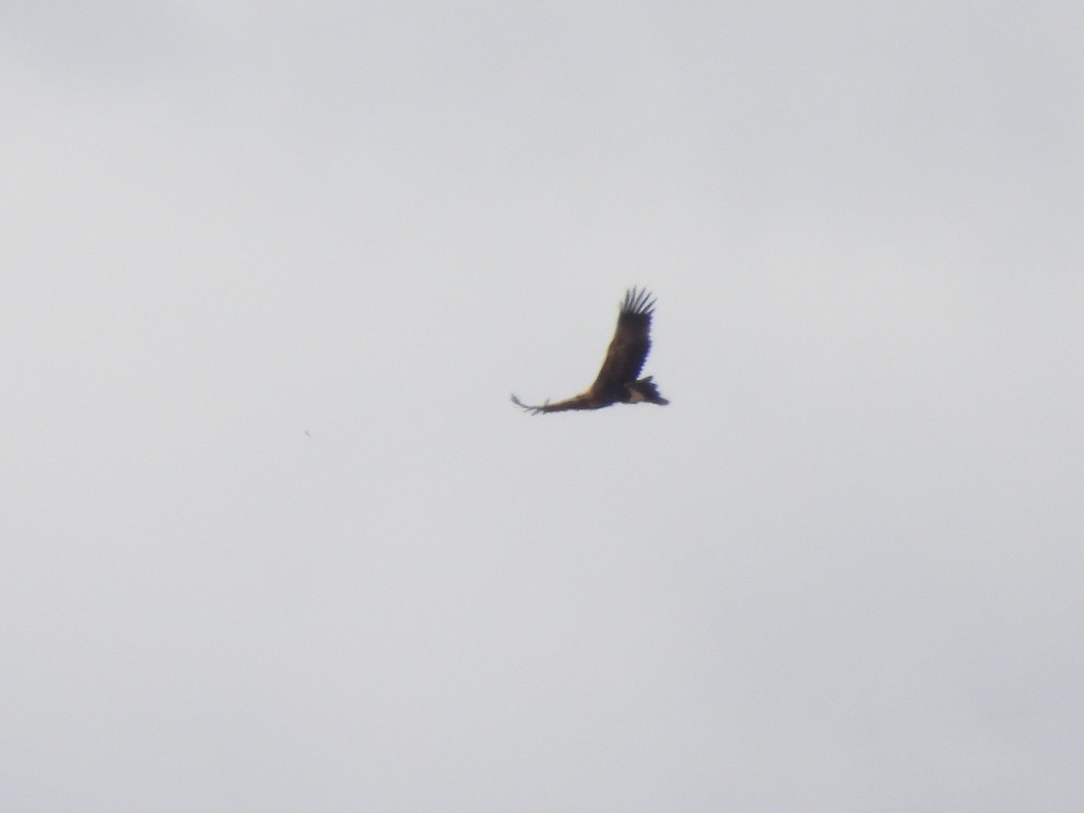 オナガイヌワシ - ML646958391