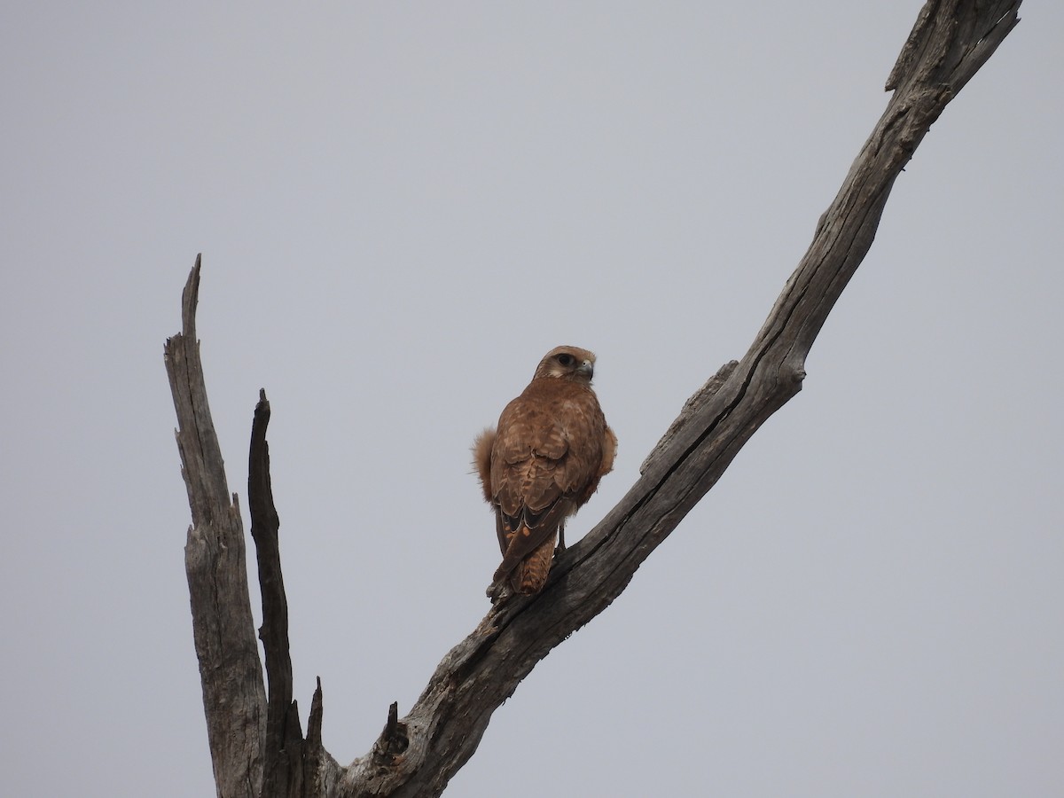 チャイロハヤブサ - ML646958393