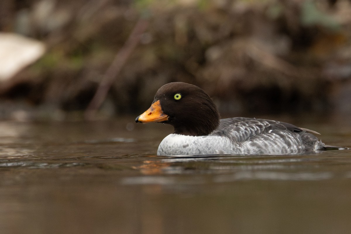 キタホオジロガモ - ML646958394