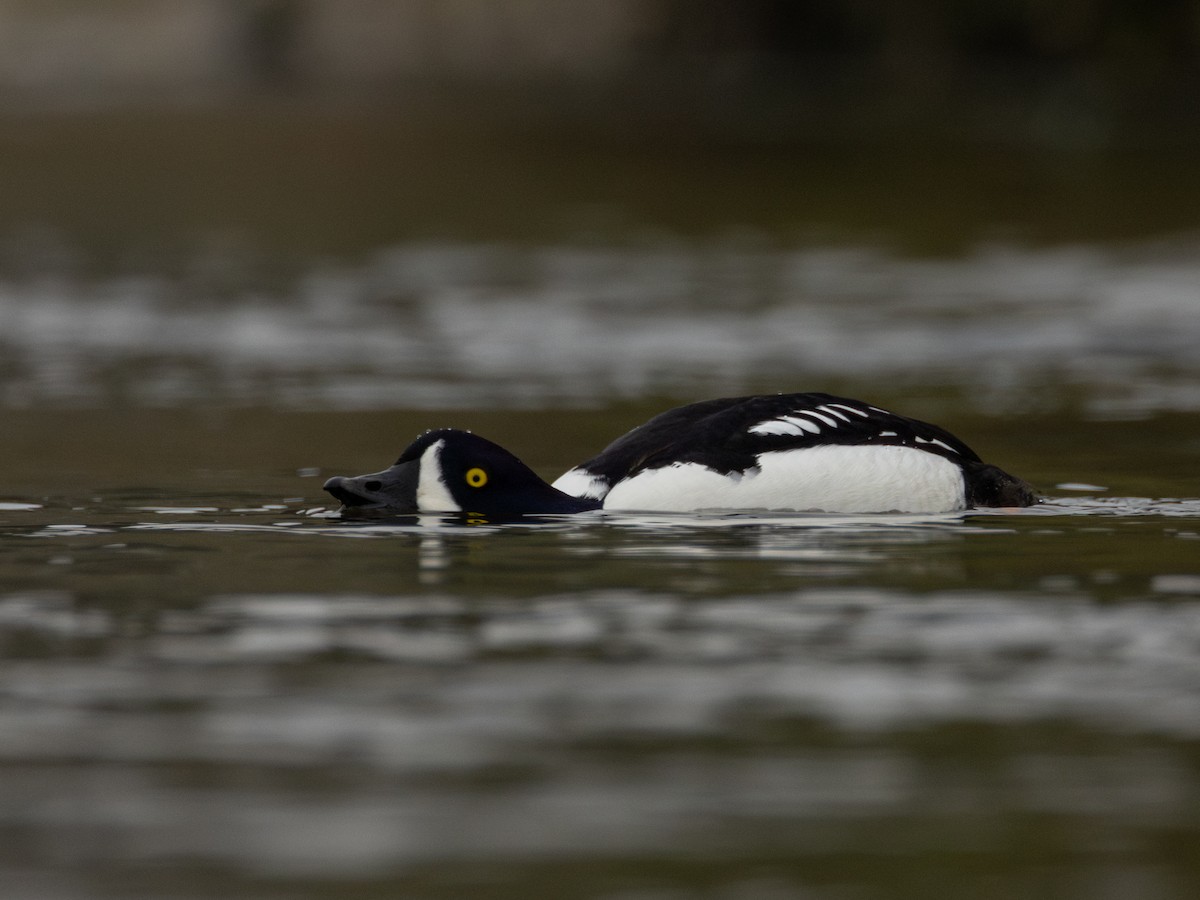 キタホオジロガモ - ML646958395