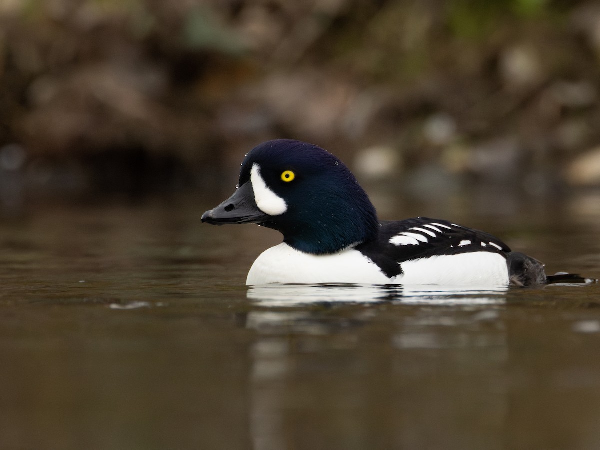 キタホオジロガモ - ML646958396