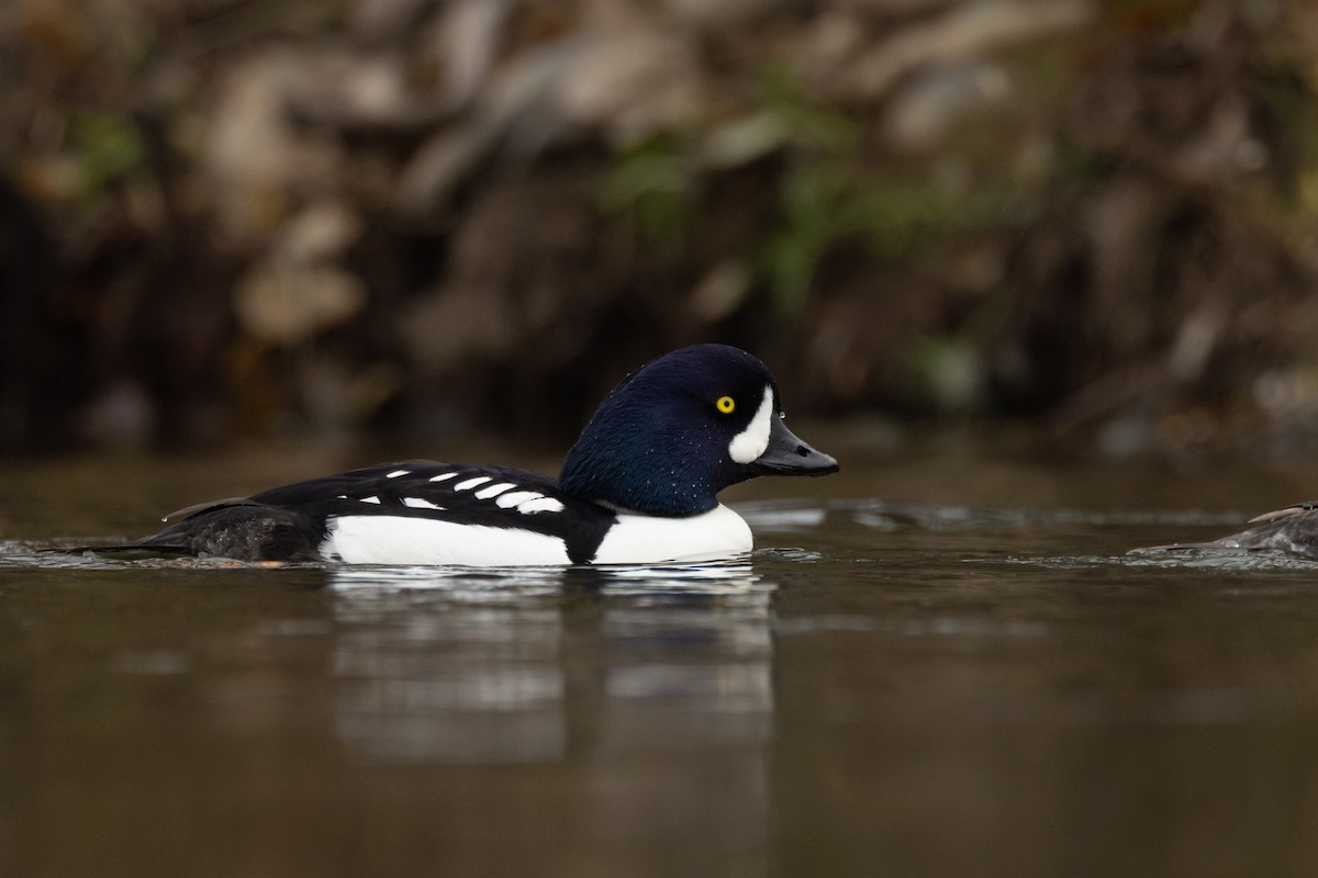 キタホオジロガモ - ML646958397