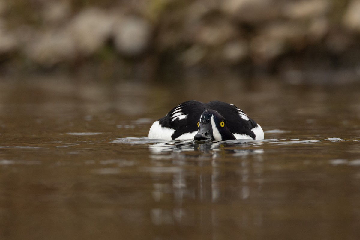 キタホオジロガモ - ML646958398