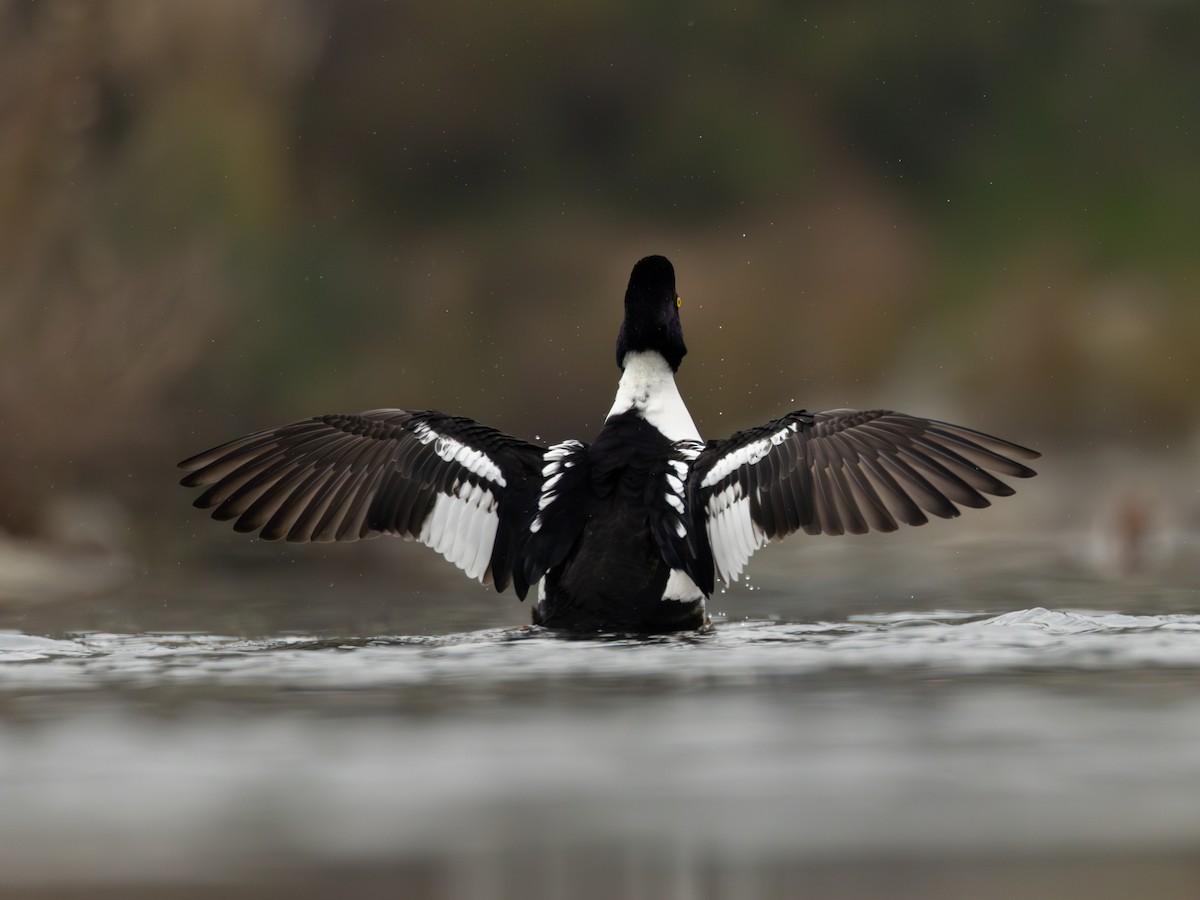 キタホオジロガモ - ML646958399