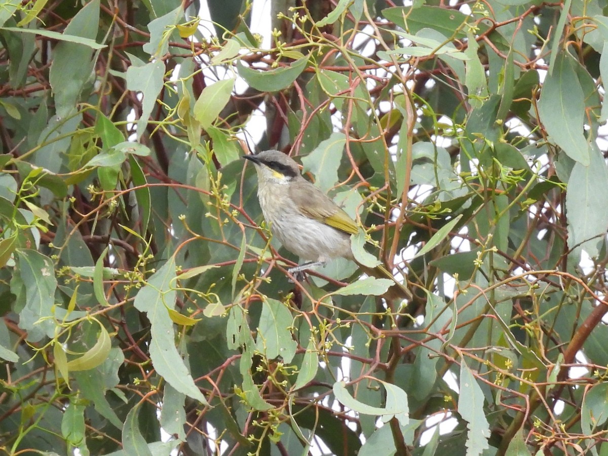 ウタイミツスイ - ML646958401