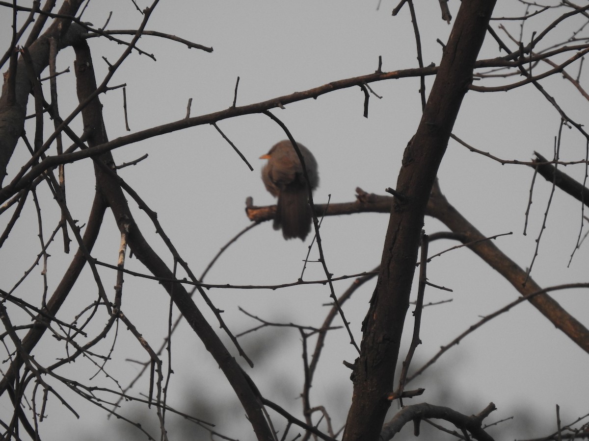 Jungle Babbler - ML646958407