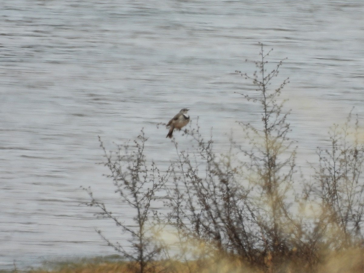 カオジロオーストラリアヒタキ - ML646958408