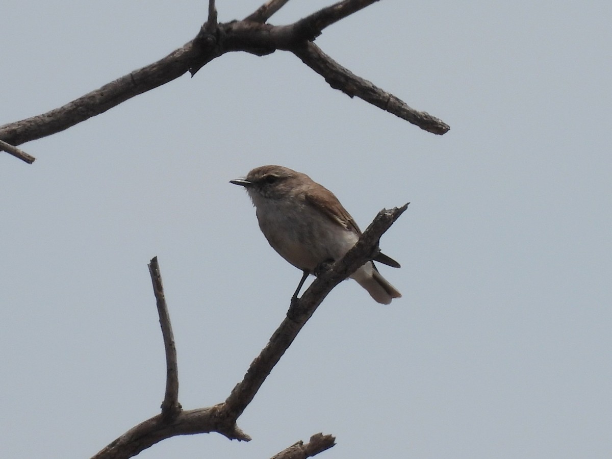 オジロオリーブヒタキ - ML646958409