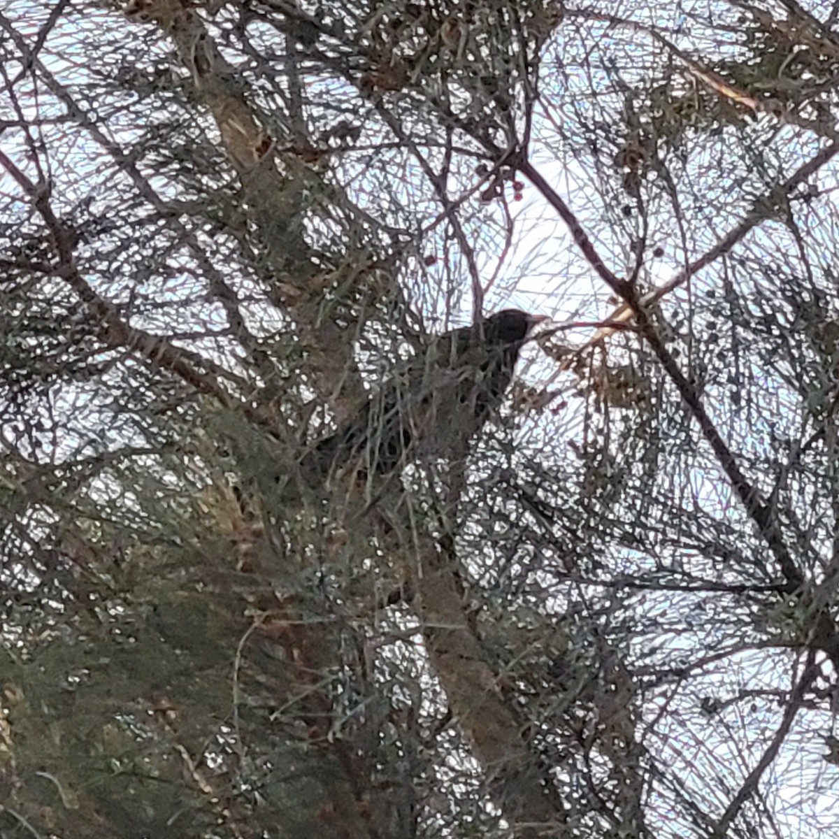 grånebbkoel - ML646958414