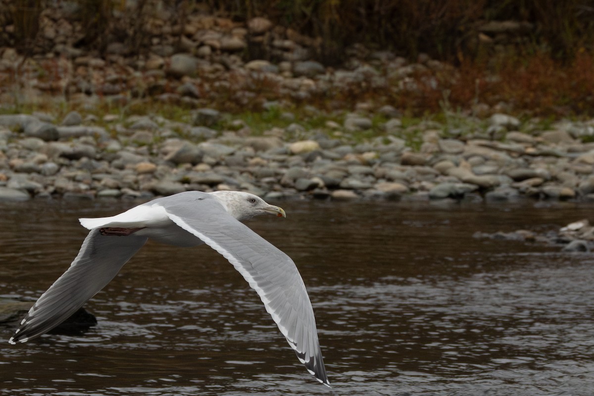American Herring Gull - ML646958415